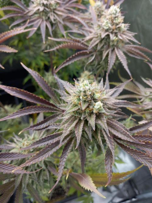 Grounded Genetics. Week 13