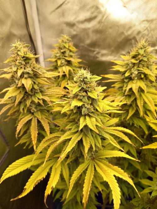 Grounded Genetics. Week 13