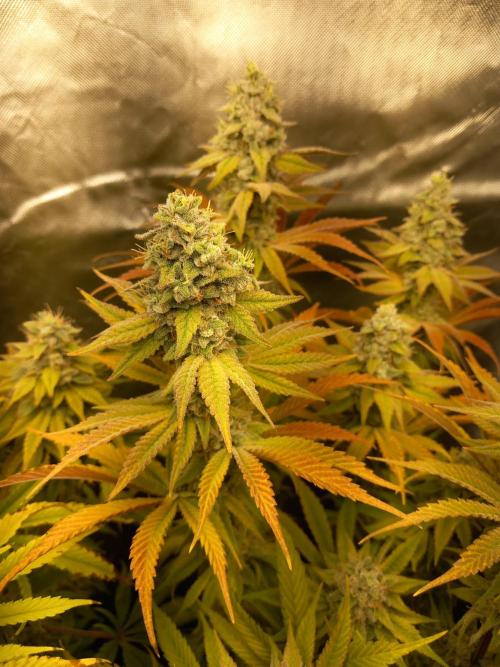 Grounded Genetics. Week 13