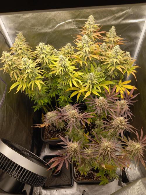 Grounded Genetics. Week 13