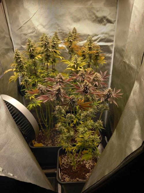 Grounded Genetics. Week 14