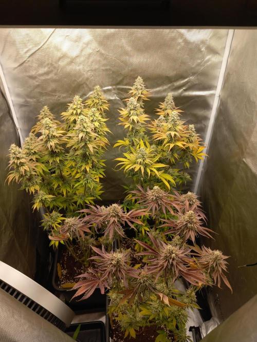 Grounded Genetics. Week 14