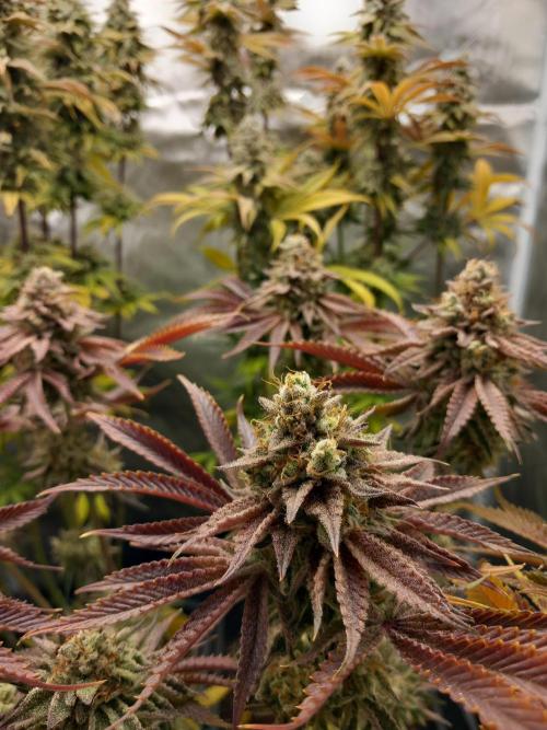 Grounded Genetics. Week 14