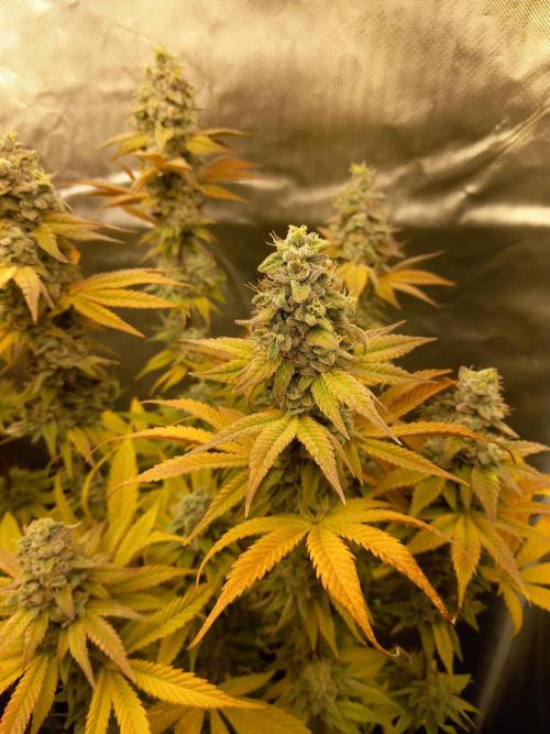 Grounded Genetics. Week 14