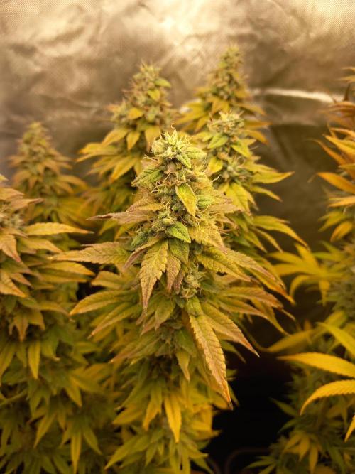 Grounded Genetics. Week 14