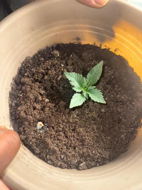 The bajan grow show. Week 2