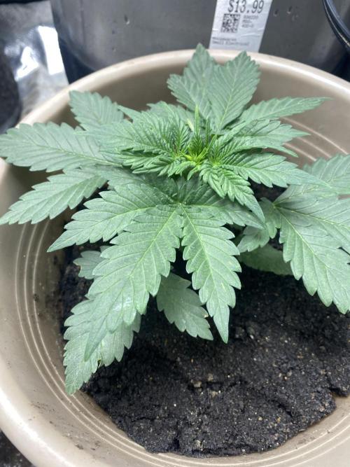 The bajan grow show. Week 3