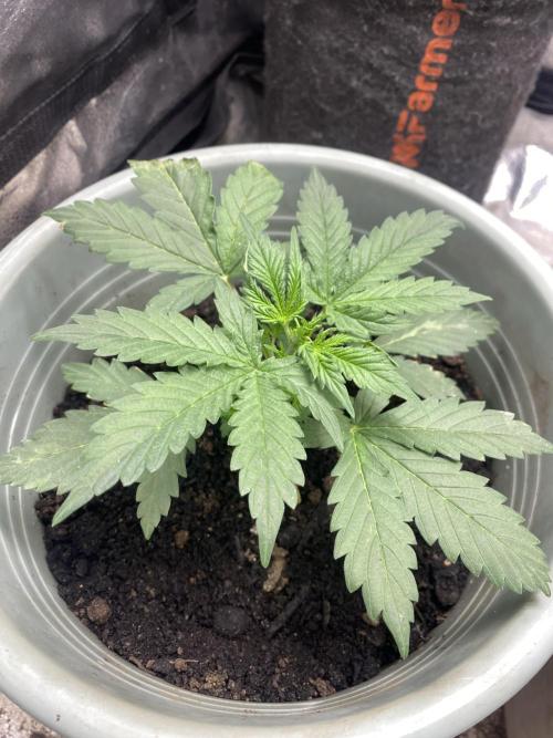 The bajan grow show. Week 3