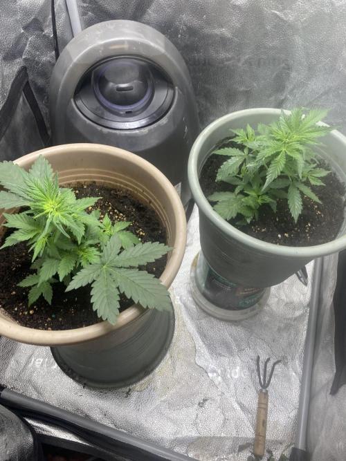 The bajan grow show. Week 4 - Did a little trim of the leaves here 
