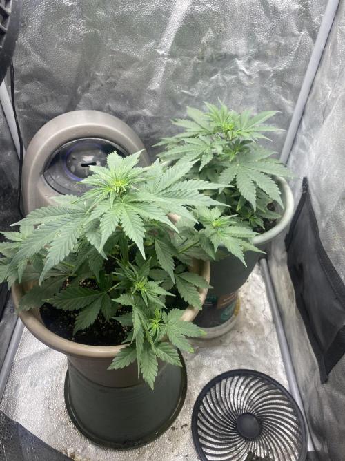 The bajan grow show. Week 4