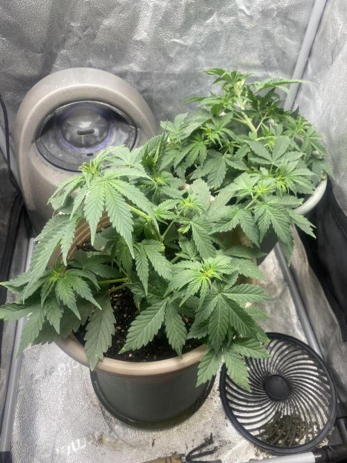 The bajan grow show. Week 5