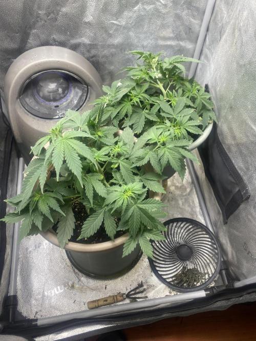 The bajan grow show. Week 5
