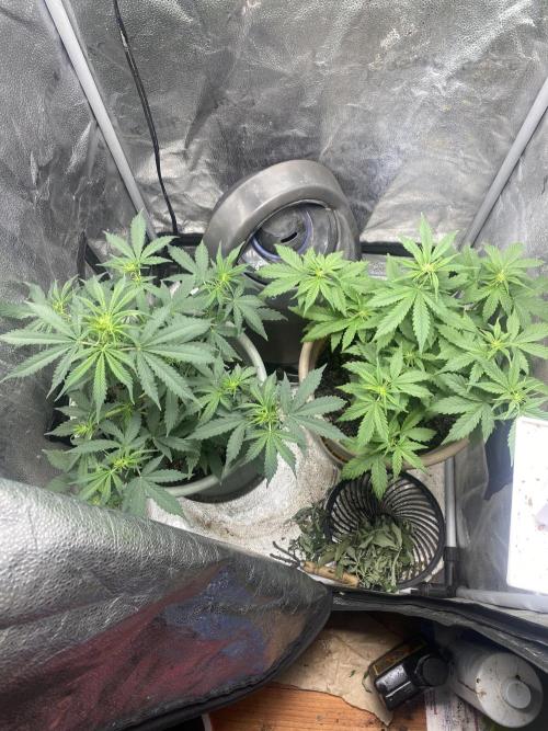The bajan grow show. Week 5