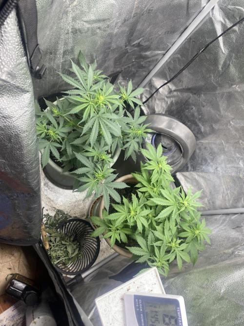 The bajan grow show. Week 5