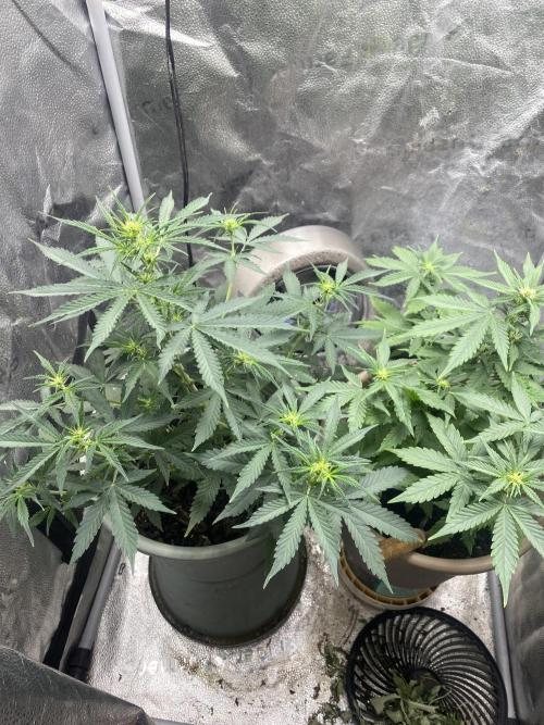 The bajan grow show. Week 6
