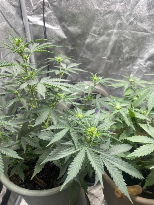 The bajan grow show. Week 6