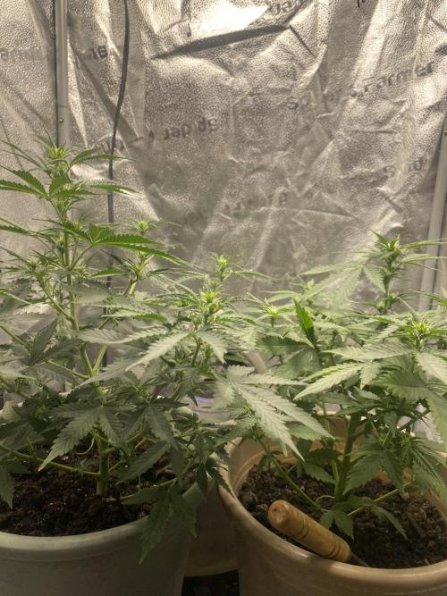 The bajan grow show. Week 6