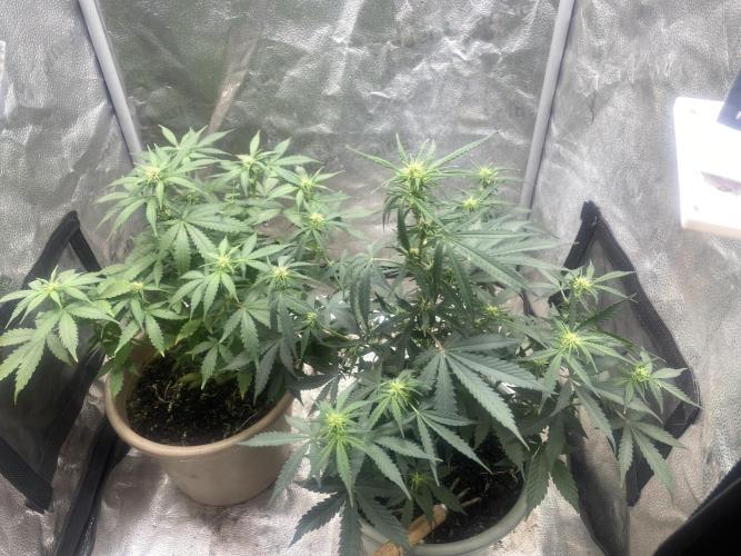 The bajan grow show. Week 6