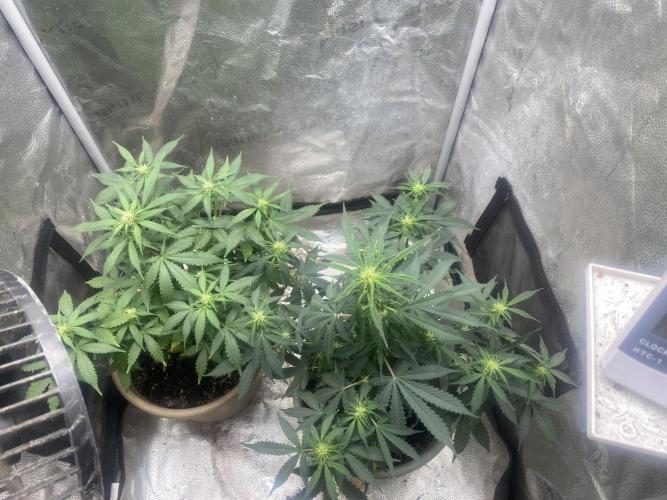 The bajan grow show. Week 6