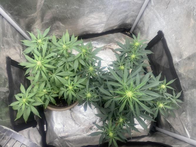 The bajan grow show. Week 6