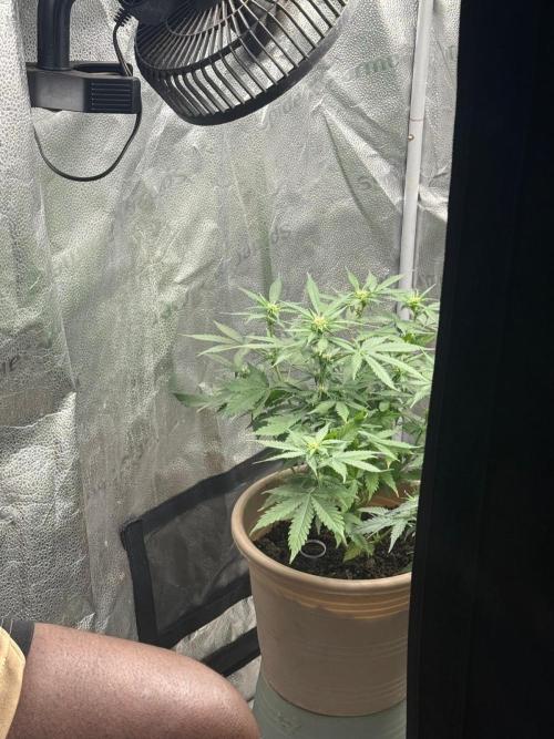 The bajan grow show. Week 6