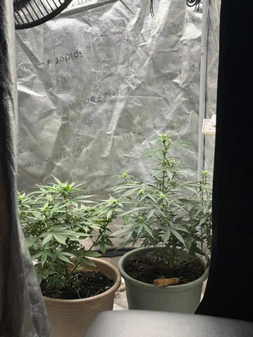 The bajan grow show. Week 6