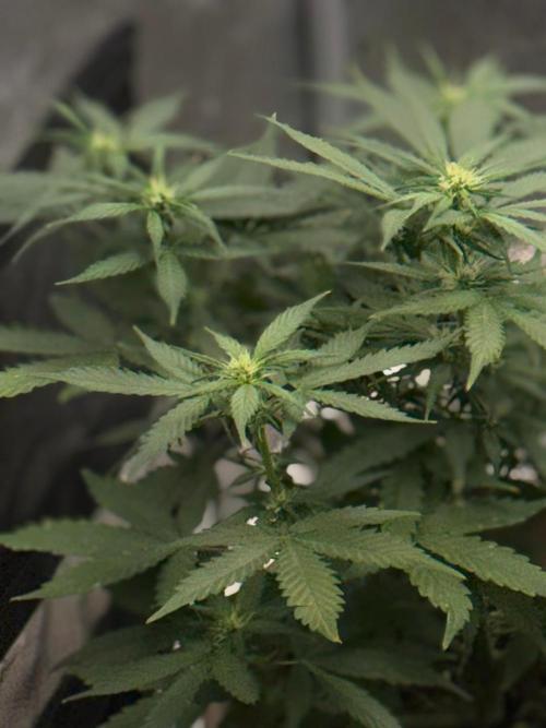 The bajan grow show. Week 6