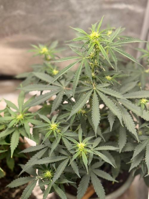 The bajan grow show. Week 6