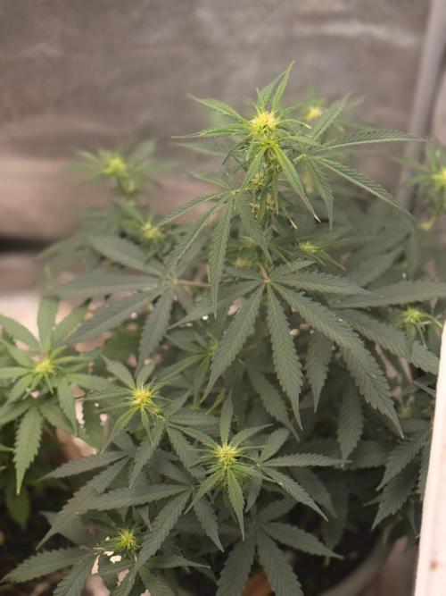 The bajan grow show. Week 6