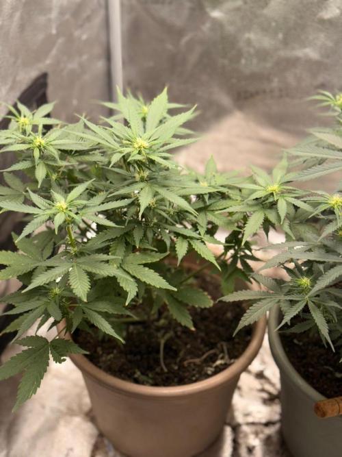 The bajan grow show. Week 6