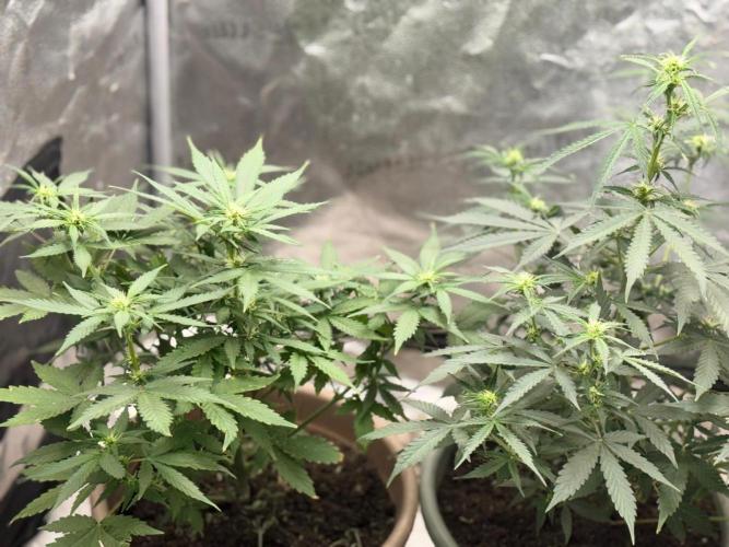 The bajan grow show. Week 6