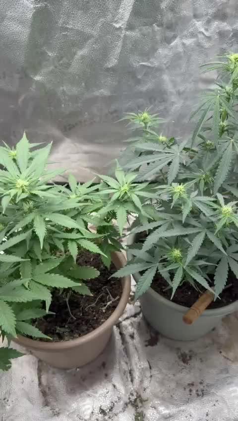 The bajan grow show