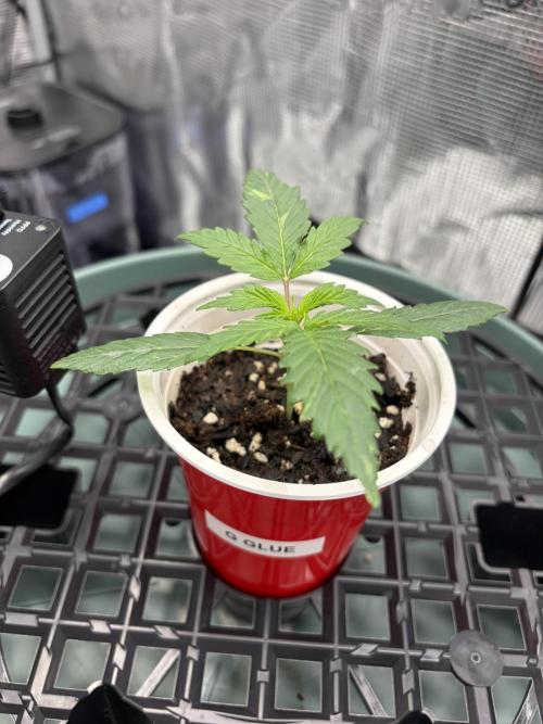 First Indoor Grow 1 Seed and 1 Clone. Week 5 - Gorilla a Glue Auto.