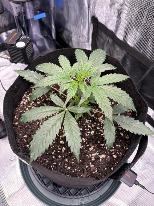 First Indoor Grow 1 Seed and 1 Clone. Week 5 - GG getting healthy.