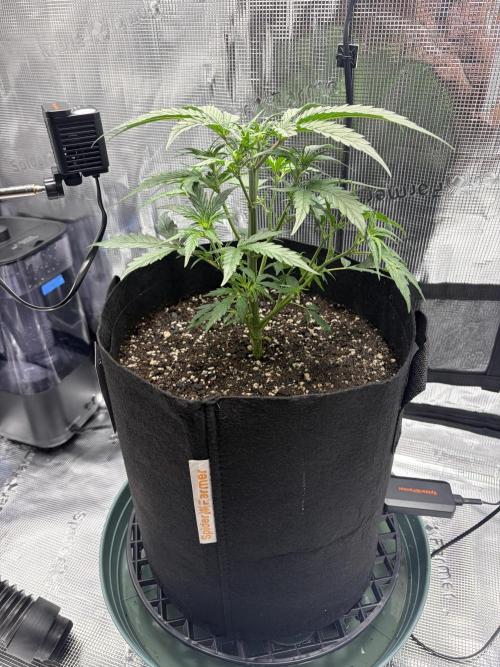 First Indoor Grow 1 Seed and 1 Clone. Week 5 - GG just started flowering.