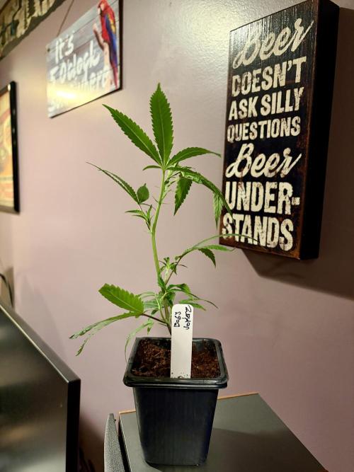 First Indoor Grow 1 Seed and 1 Clone. Week 5 - Welcome Baby Jokerz photoperiod clone. Of course you already knew it wasn’t auto