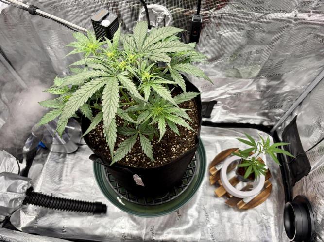 First Indoor Grow 1 Seed and 1 Clone. Week 5 - GG starting flower while Baby J is gaining speed.