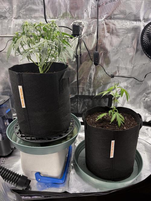 First Indoor Grow 1 Seed and 1 Clone. Week 5 - Had to raise GG up because she was in flower and Baby J was still in veg.