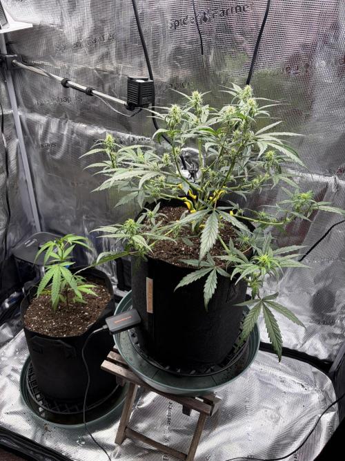 First Indoor Grow 1 Seed and 1 Clone. Week 5 - Flipped them around a bit.