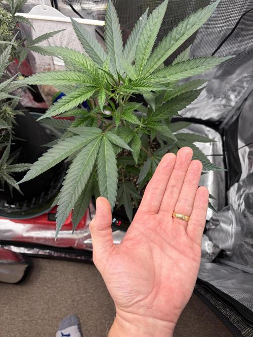 First Indoor Grow 1 Seed and 1 Clone. Week 5 - Baby J had HUGE leaves.