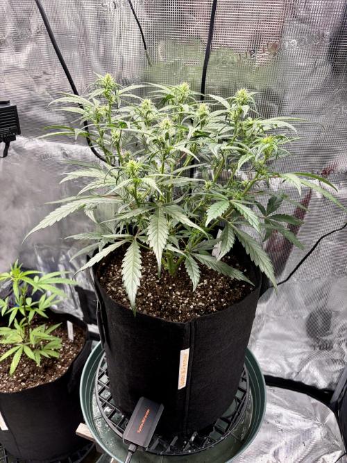 First Indoor Grow 1 Seed and 1 Clone. Week 10