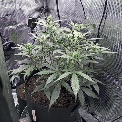 First Indoor Grow 1 Seed and 1 Clone. Week 10
