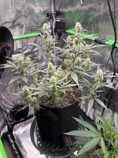 First Indoor Grow 1 Seed and 1 Clone. Week 10