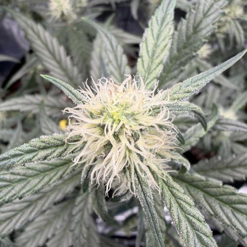 First Indoor Grow 1 Seed and 1 Clone. Week 10