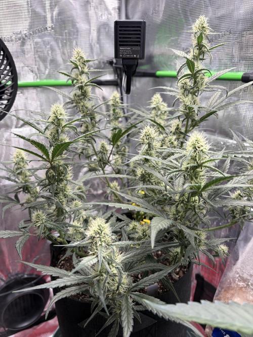 First Indoor Grow 1 Seed and 1 Clone. Week 10