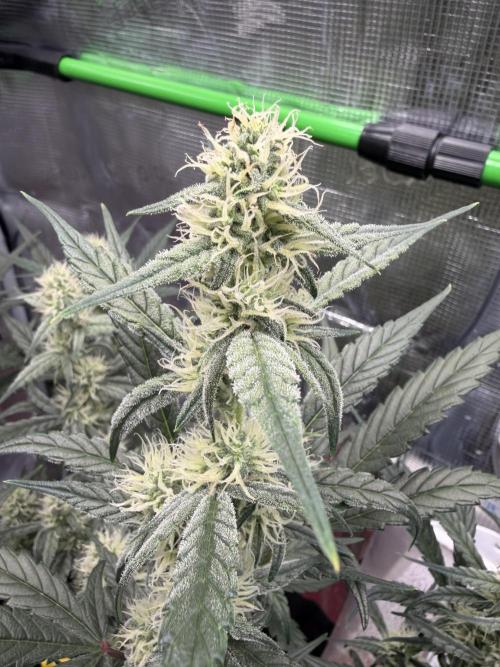 First Indoor Grow 1 Seed and 1 Clone. Week 10