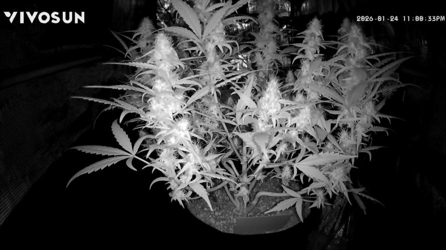 First Indoor Grow 1 Seed and 1 Clone. Week 10