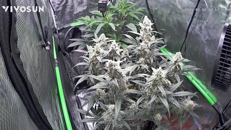 First Indoor Grow 1 Seed and 1 Clone. Week 10