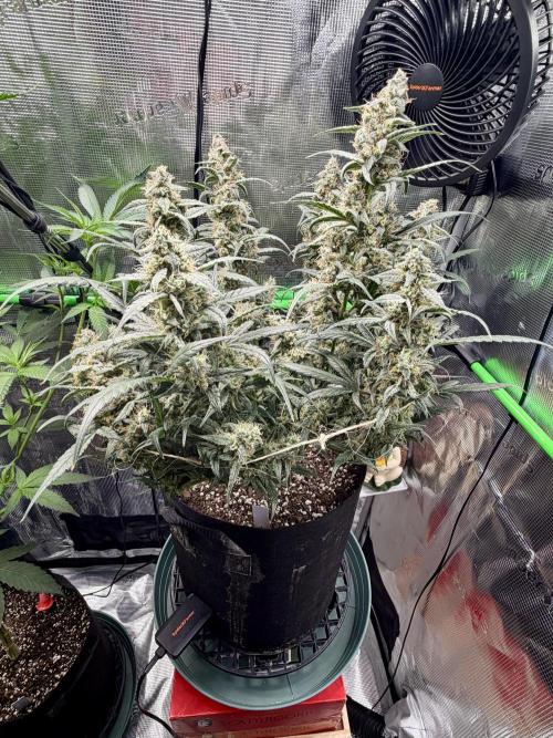 First Indoor Grow 1 Seed and 1 Clone. Week 10
