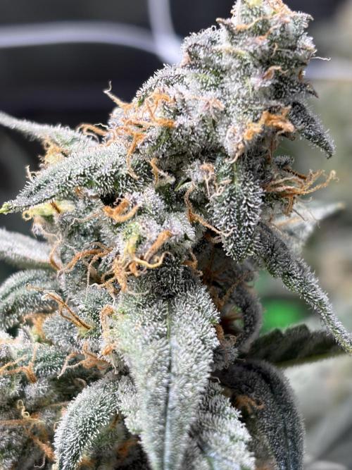 First Indoor Grow 1 Seed and 1 Clone. Week 10